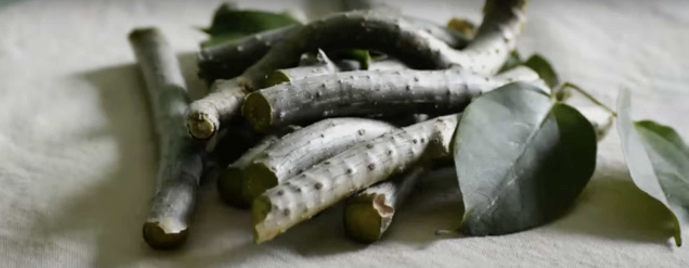 11 Incredible Health Benefits Of Giloy ( Tinospora cordifolia )